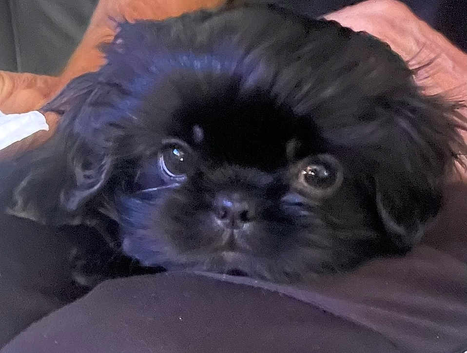 Bella joined the competition — help win amazing prizes! puppy, dog, black_fur, close_up, pet, animal, cute, resting, face, eyes, fur, indoors, young, adorable, portrait, snout, calm, curious, companion, fluffy