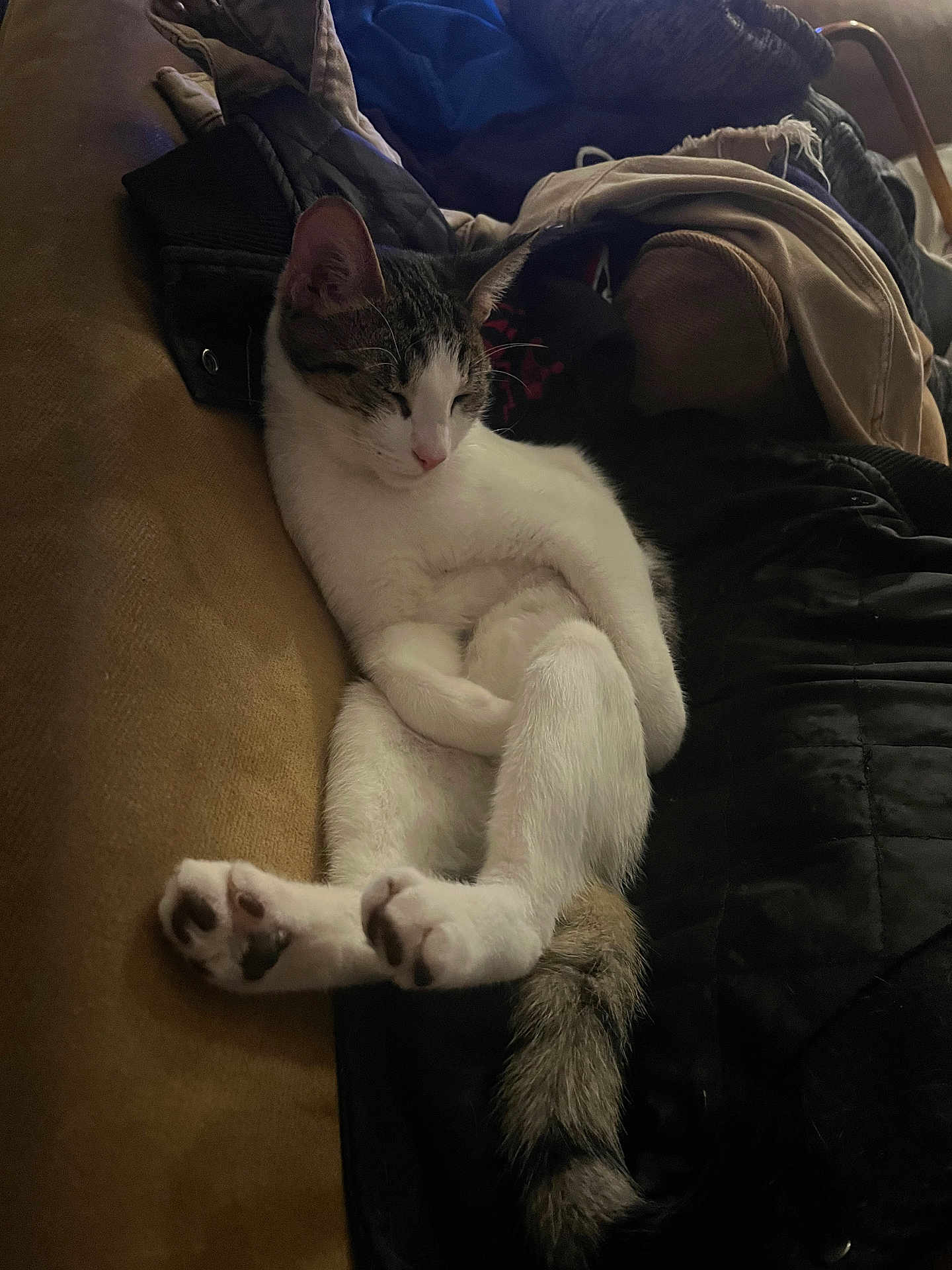 Spot is registered to the contest to win money with this photo: cat, lounging, relaxed, indoor, couch, blanket, jacket, sleepy, white_fur, tabby_tail, paw, pet, animal, feline, resting, cozy, domestic, fur, whiskers, cute