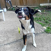 Feyra joined the competition — help win amazing prizes! dog, pet, animal, outdoor, concrete, fence, greenery, tongue_out, playful, curious, black_fur, white_fur, brown_fur, tail, ears, snout, paw, young_dog, happy, backyard