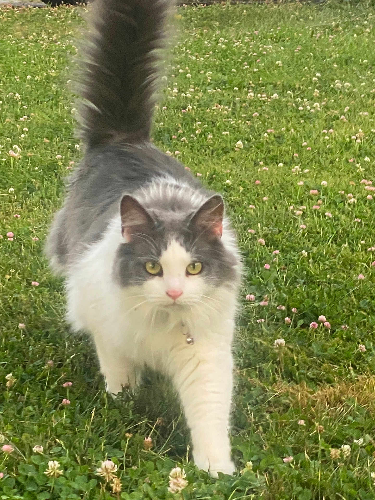 Sweet Pea joined the competition — help win amazing prizes! cat, feline, longhair, white_and_gray, green_eyes, walking, grass, clover, outdoor, pet, collar, bell, tail, focused, portrait, close_up, nature, small_flowers, paws, whiskers