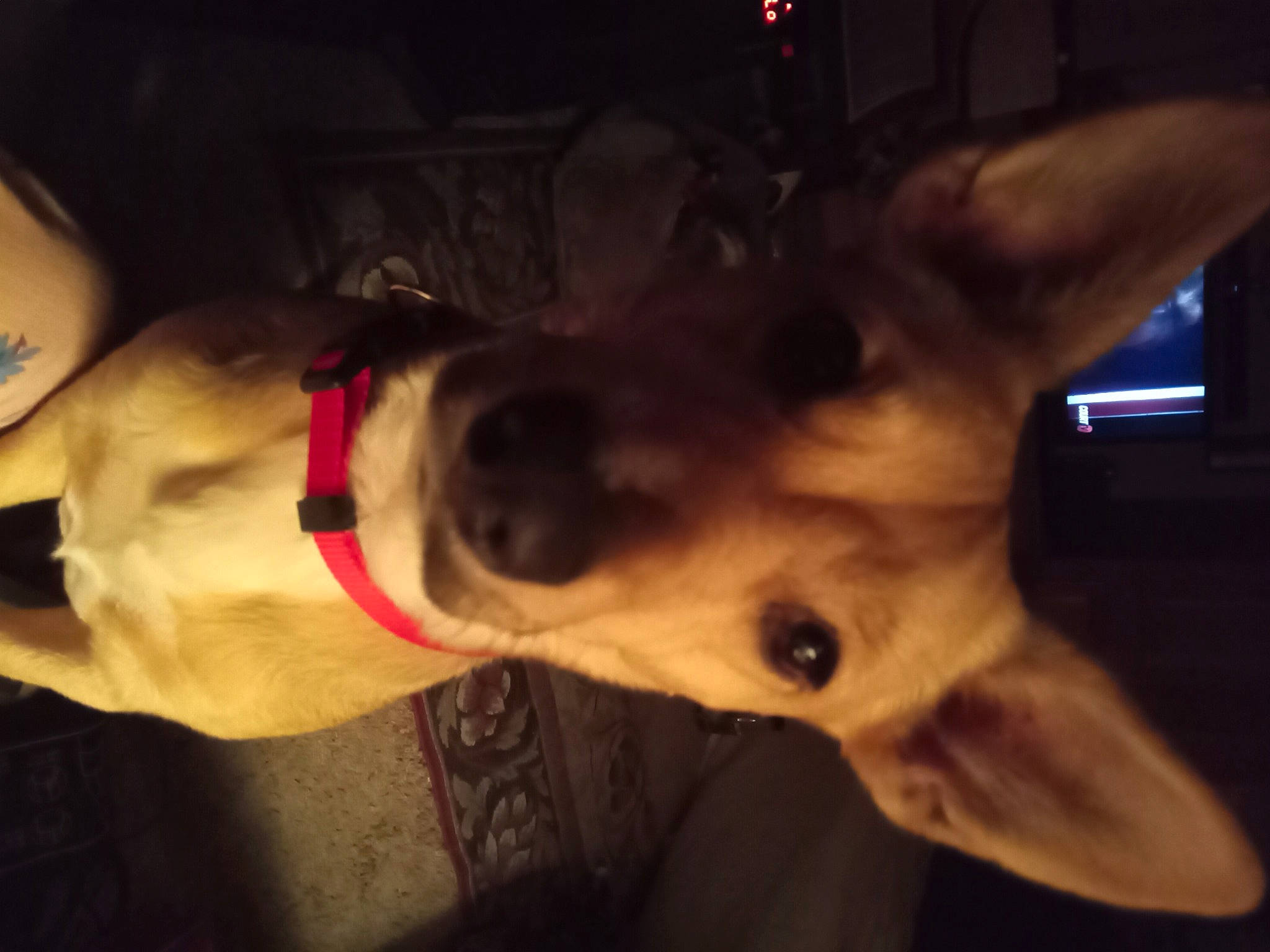 Piper joined the competition — help win amazing prizes! canidae, carnivore, collar, companion_dog, dog, dog_breed, dog_collar, dog_supply, ear, eyewear, fawn, fur, jaw, non_sporting_group, paw, snout, sporting_group, toy_dog, whiskers, working_animal