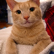 Mochi is registered to the contest to win money with this photo: cat, orange_cat, pet, close_up, feline, animal, indoor, cozy, blanket, paws, fur, whiskers, ears, face, resting, yellow_eyes, domestic_cat, portrait, cute, relaxed