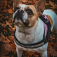 Kiwi participe au concours pour gagner de l'argent avec cette photo : dog, french_bulldog, pet, animal, autumn, leaves, outdoor, closeup, brown, white, harness, cute, looking_up, nature, fall, portrait, canine, ears, snout, fur