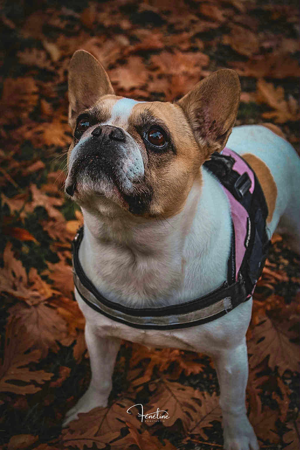 Kiwi participe au concours pour gagner de l'argent avec cette photo : dog, french_bulldog, pet, animal, autumn, leaves, outdoor, closeup, brown, white, harness, cute, looking_up, nature, fall, portrait, canine, ears, snout, fur