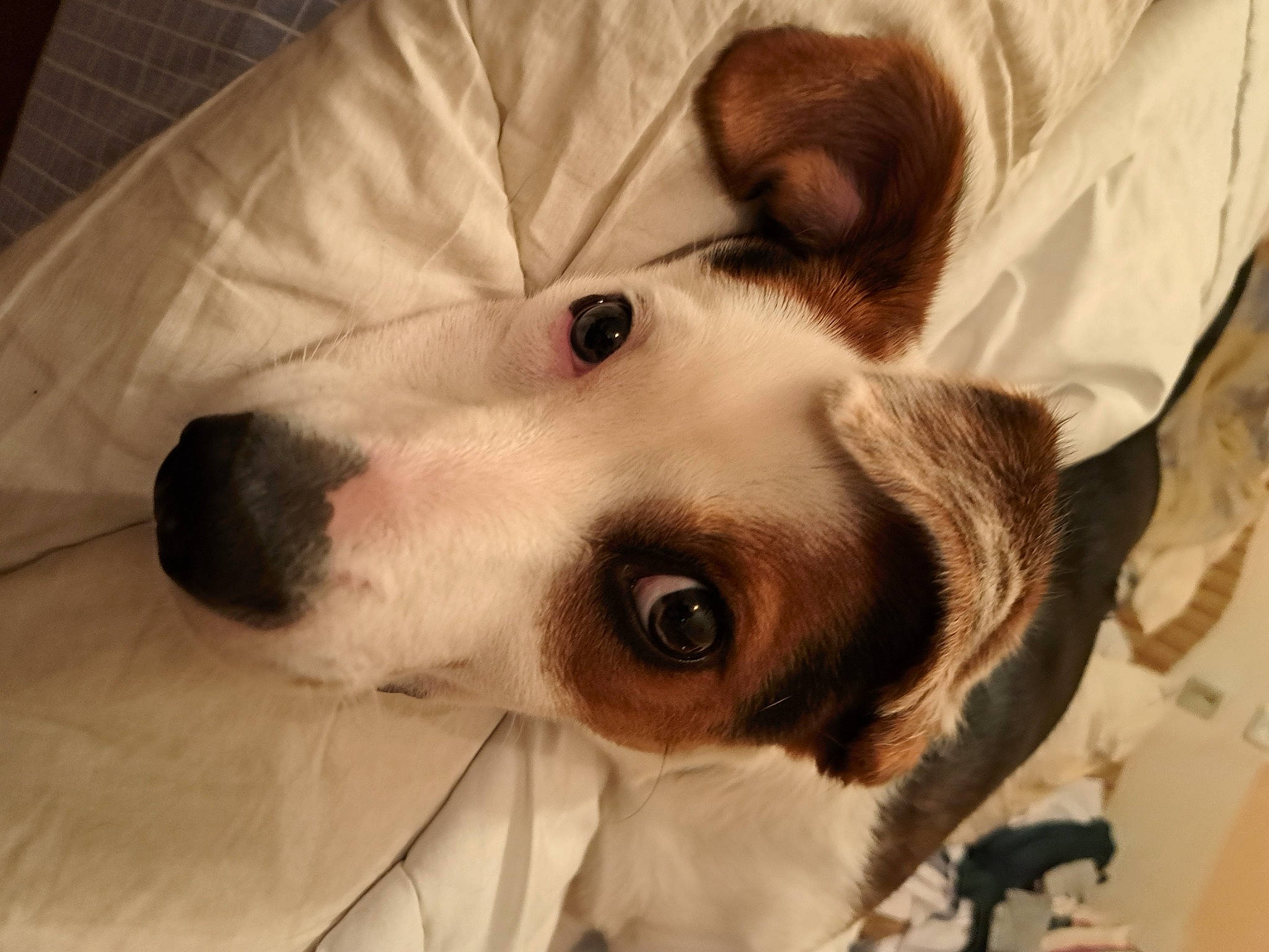 Comète participe au concours pour gagner de l'argent avec cette photo : canidae, carnivore, comfort, companion_dog, dog, dog_breed, ear, eyelash, fawn, fur, non_sporting_group, nose, selfie, snout, sporting_group, whiskers, working_animal