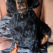 Winston joined the competition — help win amazing prizes! black_dog, blanket, brown_couch, canine, collar, companion, couch, curly_fur, dog, domestic_animal, fluffy, fur_texture, indoor, long_fur, looking_up, paw, pet, sitting, tag, tan_markings