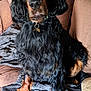 black_dog, blanket, brown_couch, canine, collar, companion, couch, curly_fur, dog, domestic_animal, fluffy, fur_texture, indoor, long_fur, looking_up, paw, pet, sitting, tag, tan_markings