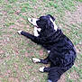 dog, black_and_white, lying_down, grass, outdoor, pet, canine, fur, relaxed, nature, animal, mammal, paw, tail, side_view, daylight, ground, friendly, companion, laying