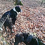 dog, leash, forest, autumn_leaves, tree_trunk, outdoor, nature, animal, pet, walking, daylight, brown_leaves, black_dog, white_markings, canine, hiking, woods, seasonal, moss, trail