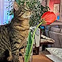 cat, tabby_cat, flower, tulip, glass_vase, table, plant, leafy_plant, living_room, couch, mirror, painting, wooden_table, indoor, pet, curious, green_eyes, furniture, home_decor, cozy