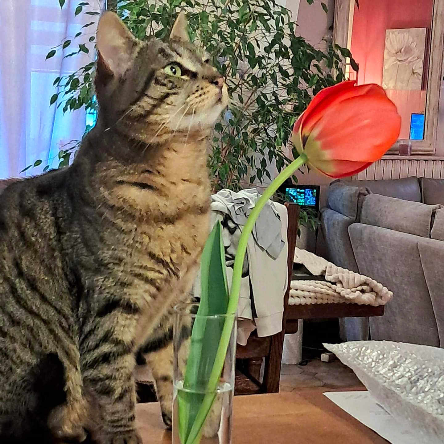 Miou