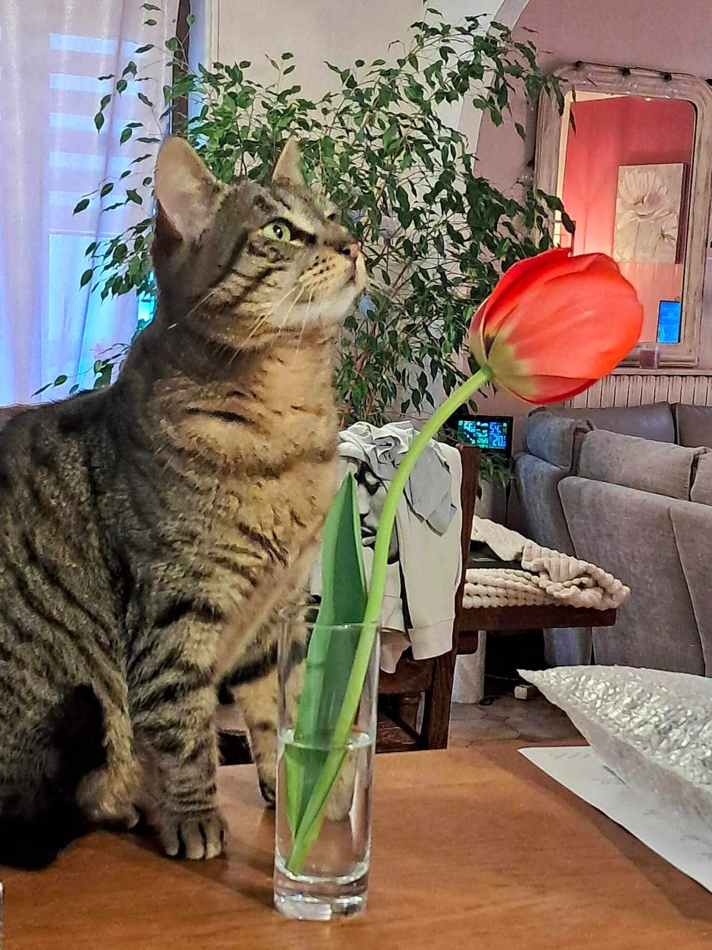 Miou participe au concours pour gagner de l'argent avec cette photo : cat, tabby_cat, flower, tulip, glass_vase, table, plant, leafy_plant, living_room, couch, mirror, painting, wooden_table, indoor, pet, curious, green_eyes, furniture, home_decor, cozy