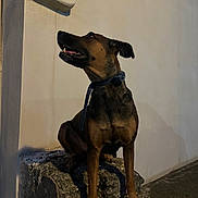 Nikita participe au concours pour gagner de l'argent avec cette photo : animal, attentive, brown_coat, canine, collar, curious, dog, ears, leash, muzzle, night, outdoor, paw, pet, quiet, shadow, side_view, sitting, stone, wall