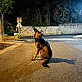 Nikita participe au concours pour gagner de l'argent avec cette photo : alert, animal, collar, darkness, dog, lonely, nature, night, outdoor, parked_car, pet, quiet, road, shadow, sidewalk, street, streetlight, tree, urban, wall
