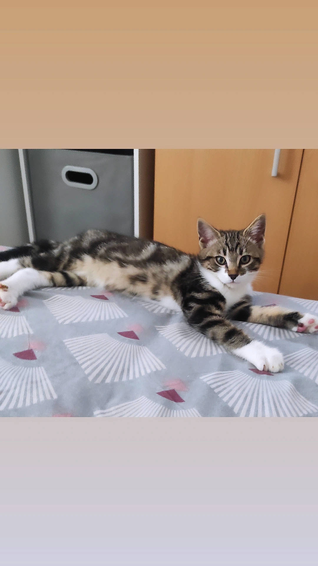 Milka participe au concours pour gagner de l'argent avec cette photo : bed, carnivore, cat, ceiling, comfort, domestic_short_haired_cat, drawer, felidae, flooring, fur, grey, paw, room, small_to_medium_sized_cats, whiskers, wood