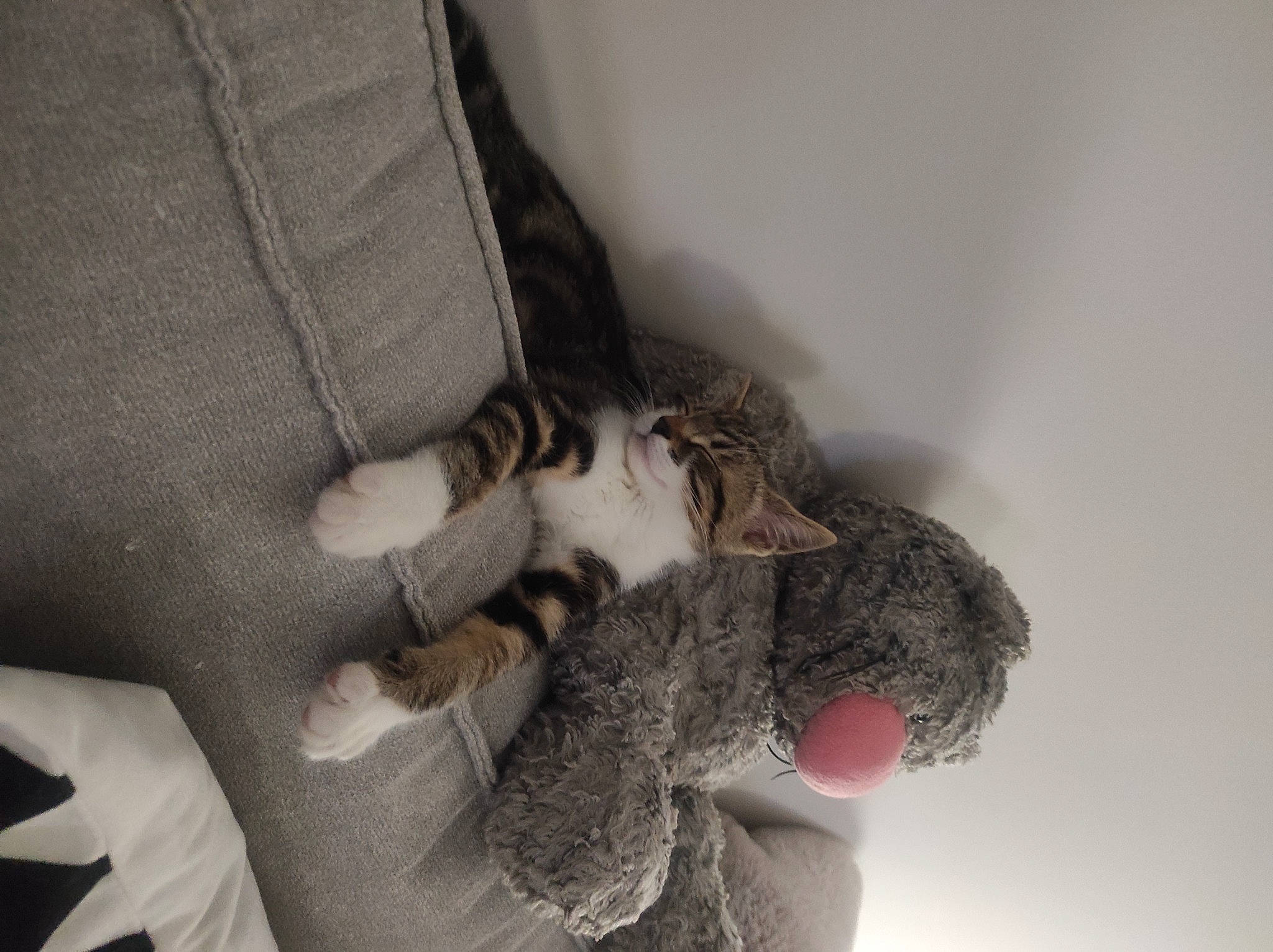 Milka a rejoint le concours — aidez-le/la à gagner de superbes lots ! comfort, domestic_short_haired_cat, elbow, felidae, finger, fur, gesture, grey, hand, human_leg, leg, nail, sleeve, small_to_medium_sized_cats, snout, tail, thigh, whiskers, wool, wrist