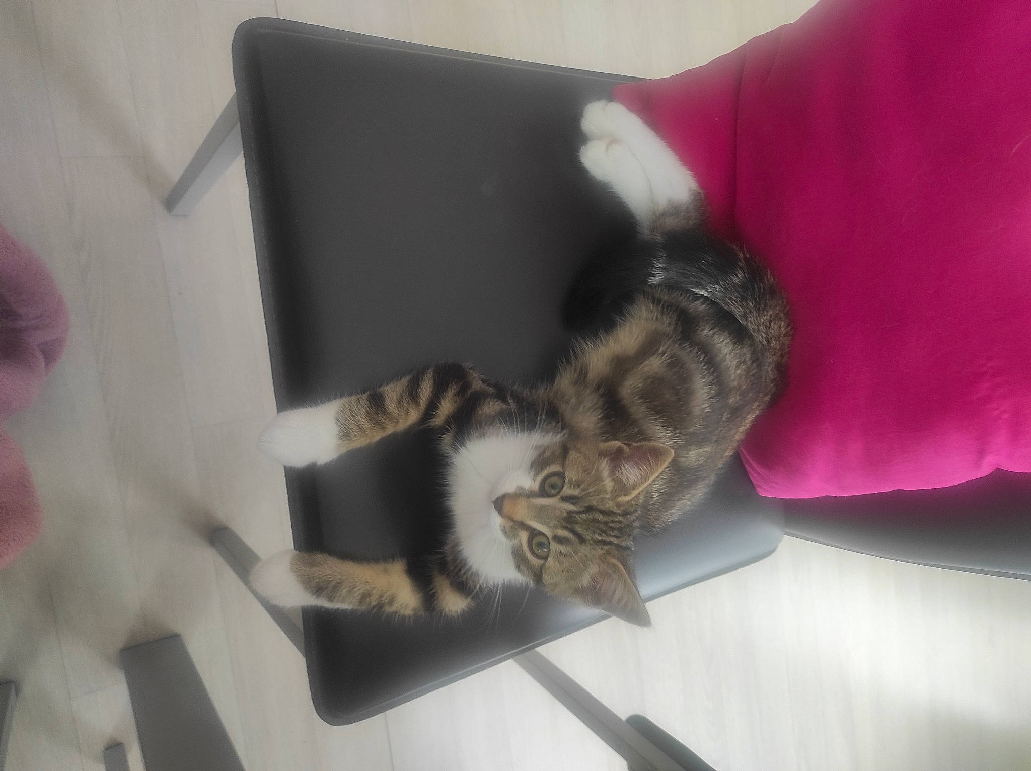 Milka a rejoint le concours — aidez-le/la à gagner de superbes lots ! canidae, carnivore, cat, claw, comfort, couch, domestic_short_haired_cat, felidae, fur, linens, magenta, nap, paw, room, small_to_medium_sized_cats, tail, whiskers