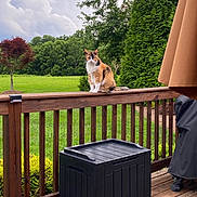 Laci joined the competition — help win amazing prizes! animal, calico_cat, cat, cloudy_sky, deck, figurines, grass, greenery, grill_cover, mickey_mouse, minnie_mouse, nature, outdoor, pet, shrub, storage_box, tree, umbrella, wood_floor, wooden_railing