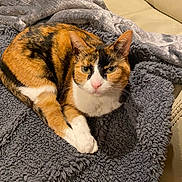 Laci is registered to the contest to win money with this photo: cat, calico_cat, blanket, couch, furniture, pet, indoor, relaxed, fur, animal, sleeping_cat, cozy, resting, whiskers, ears, paws, domestic_cat, companion, cute, household