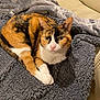 cat, calico_cat, blanket, couch, furniture, pet, indoor, relaxed, fur, animal, sleeping_cat, cozy, resting, whiskers, ears, paws, domestic_cat, companion, cute, household