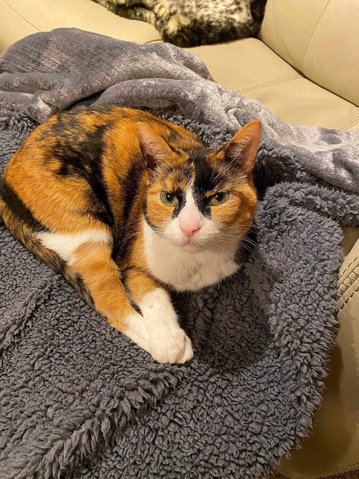 Laci