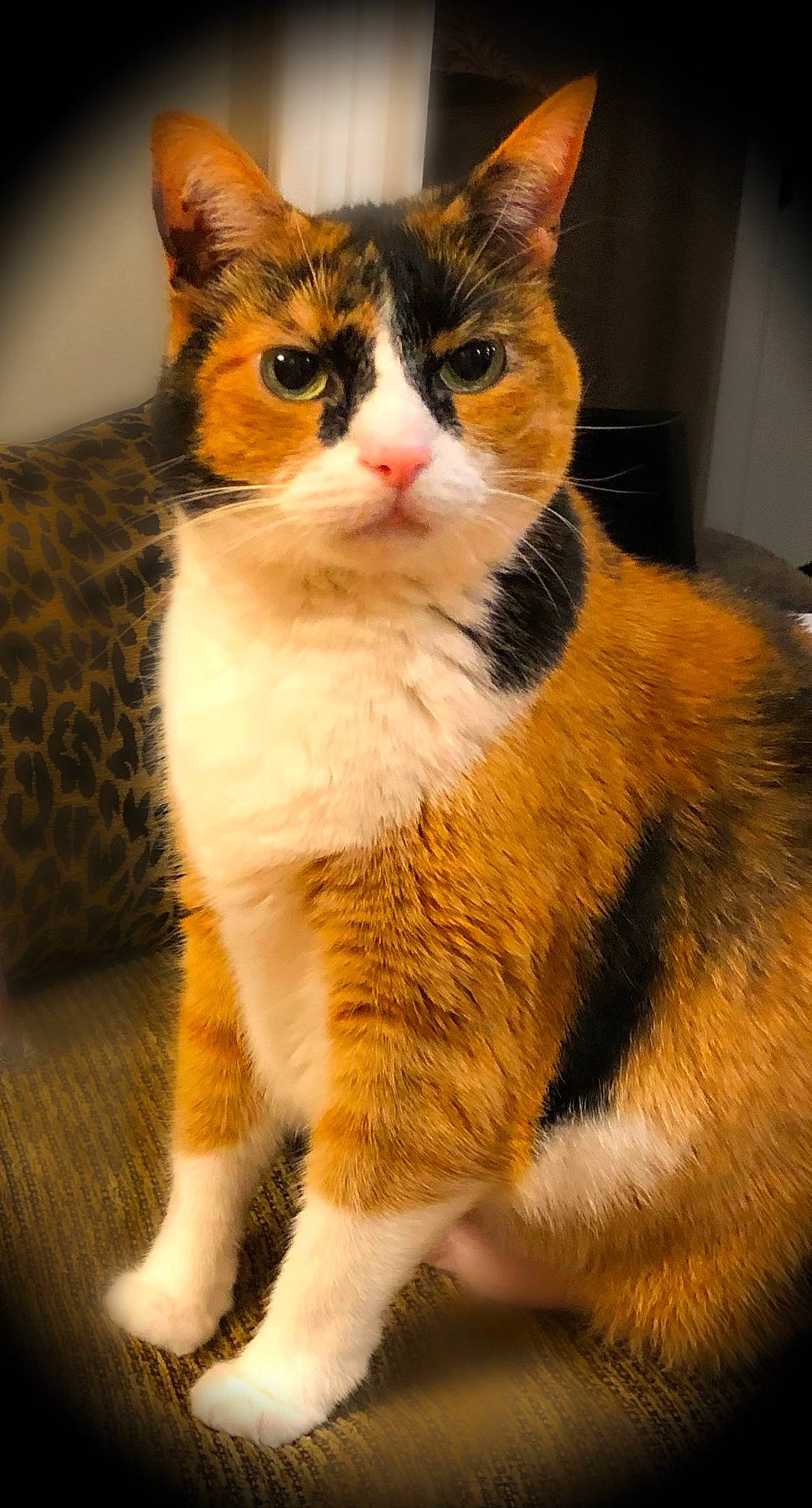 animal, calico, cat, closeup, couch, cute, domestic, ears, eyes, feline, fur, furniture, home, indoor, mammal, pet, portrait, sitting, tabby, whiskers