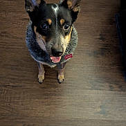 Pebbles is registered to the contest to win money with this photo: dog, canine, pet, animal, indoor, brown_floor, wooden_floor, black_coat, tan_coat, ears_up, sitting, collar, tag, looking_up, happy, domestic_animal, friendly, flooring, companion, cute