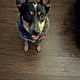 dog, canine, pet, animal, indoor, brown_floor, wooden_floor, black_coat, tan_coat, ears_up, sitting, collar, tag, looking_up, happy, domestic_animal, friendly, flooring, companion, cute