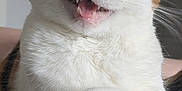 Xena is registered to the contest to win money with this photo: cat, close_up, white_fur, orange_fur, paw, whiskers, mouth_open, sleepy_eyes, indoor, pet, animal, cute, feline, fur_texture, resting, blanket, pattern, soft, domestic_cat, happy