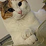 Xena is registered to the contest to win money with this photo: cat, calico, close_up, whiskers, paws, fur, bed, cozy, indoor, pet, animal, cute, curious, resting, feline, domestic, portrait, soft, cute_face, looking