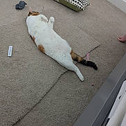 Xena is registered to the contest to win money with this photo: cat, carpet, pillow, indoor, relaxing, fluffy, white, brown, black, tail, paw, human_foot, fabric, floor, home, cozy, resting, animal, pet, fur