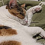 Xena is registered to the contest to win money with this photo: cat, calico, sleeping, paw, feline, close_up, fur, pink_paw_pads, relaxation, cozy, blanket, indoor, whiskers, ears, resting, pet, animal, cute, soft, nap