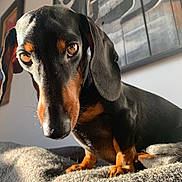 Petit Coeur participe au concours pour gagner de l'argent avec cette photo : animal, black_fur, blanket, brown_fur, close_up, cozy, curious, dachshund, dog, ears, eyes, fur, indoor, mischievous, nose, paw, pet, portrait, sunlight, texture