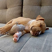 Api participe au concours pour gagner de l'argent avec cette photo : adorable, animal, comfort, couch, cozy, cute, dog, fur, home, indoors, nap, paw, pet, puppy, relaxed, resting, sleeping, soft, stuffed_toy, young_dog