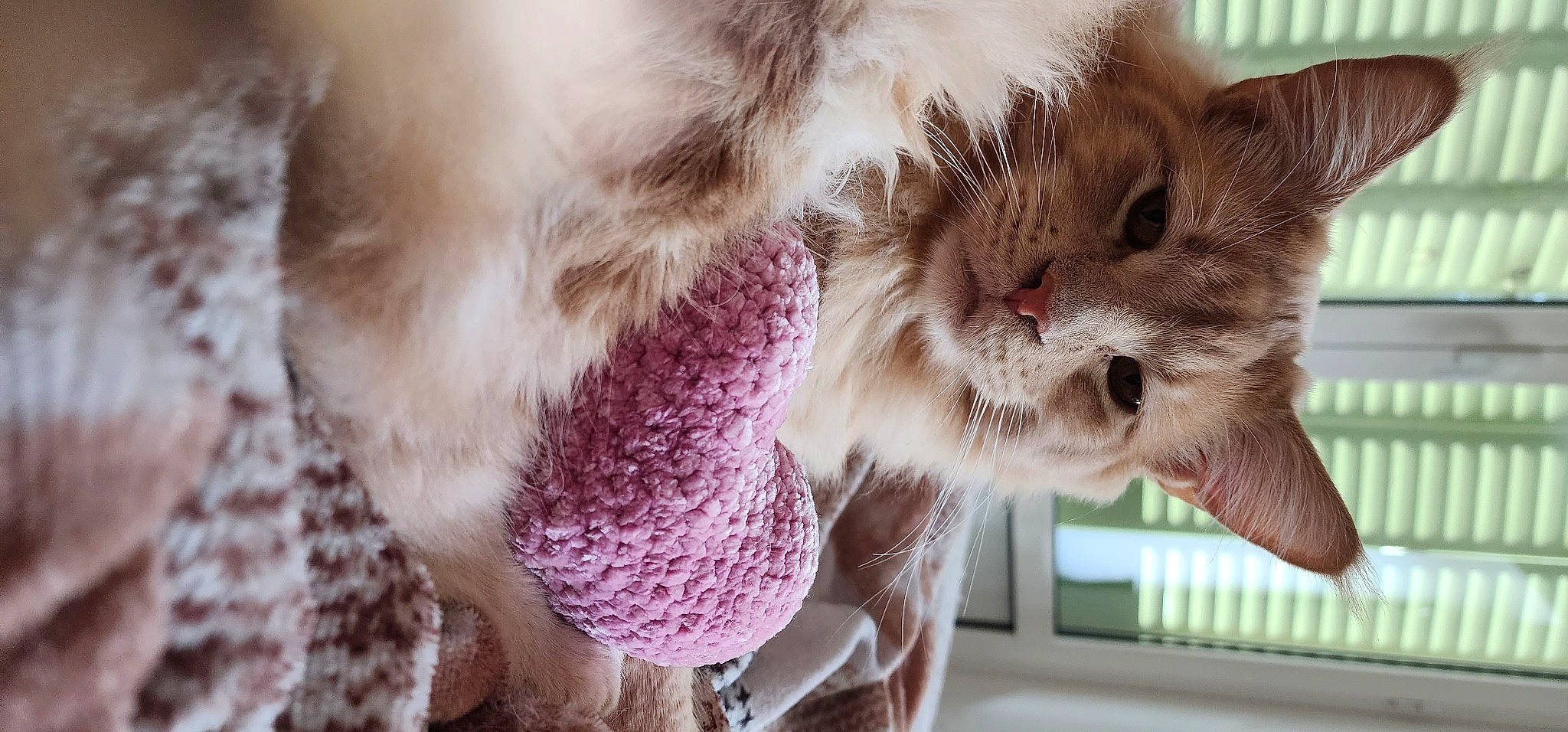 Kuzco a rejoint le concours — aidez-le/la à gagner de superbes lots ! animal_shelter, carnivore, cat, claw, domestic_short_haired_cat, fawn, felidae, fur, gesture, paw, plant, small_to_medium_sized_cats, snout, tail, textile, tree, whiskers, window