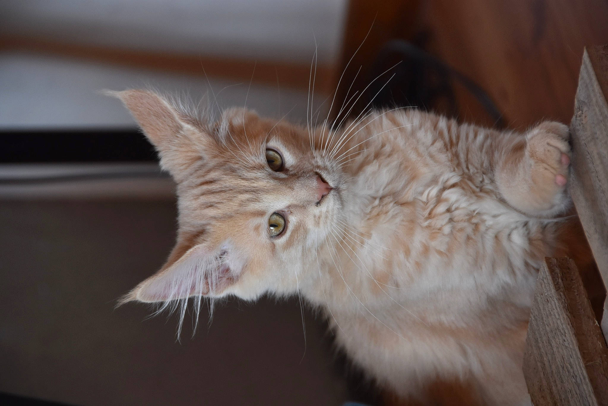 Kuzco participe au concours pour gagner de l'argent avec cette photo : bed, carnivore, cat, claw, domestic_short_haired_cat, fawn, felidae, fur, paw, plant, small_to_medium_sized_cats, snout, tail, whiskers, window, wood