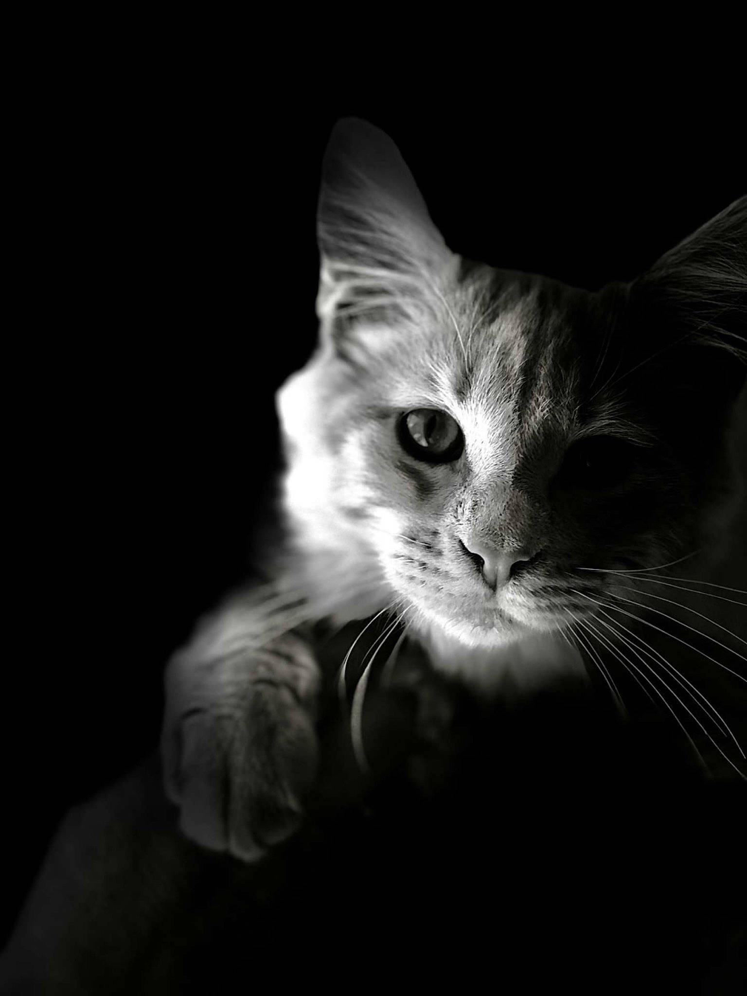 Kuzco participe au concours pour gagner de l'argent avec cette photo : carnivore, cat, claw, darkness, domestic_short_haired_cat, ear, felidae, fur, grey, monochrome, monochrome_photography, night, paw, small_to_medium_sized_cats, still_life_photography, whiskers