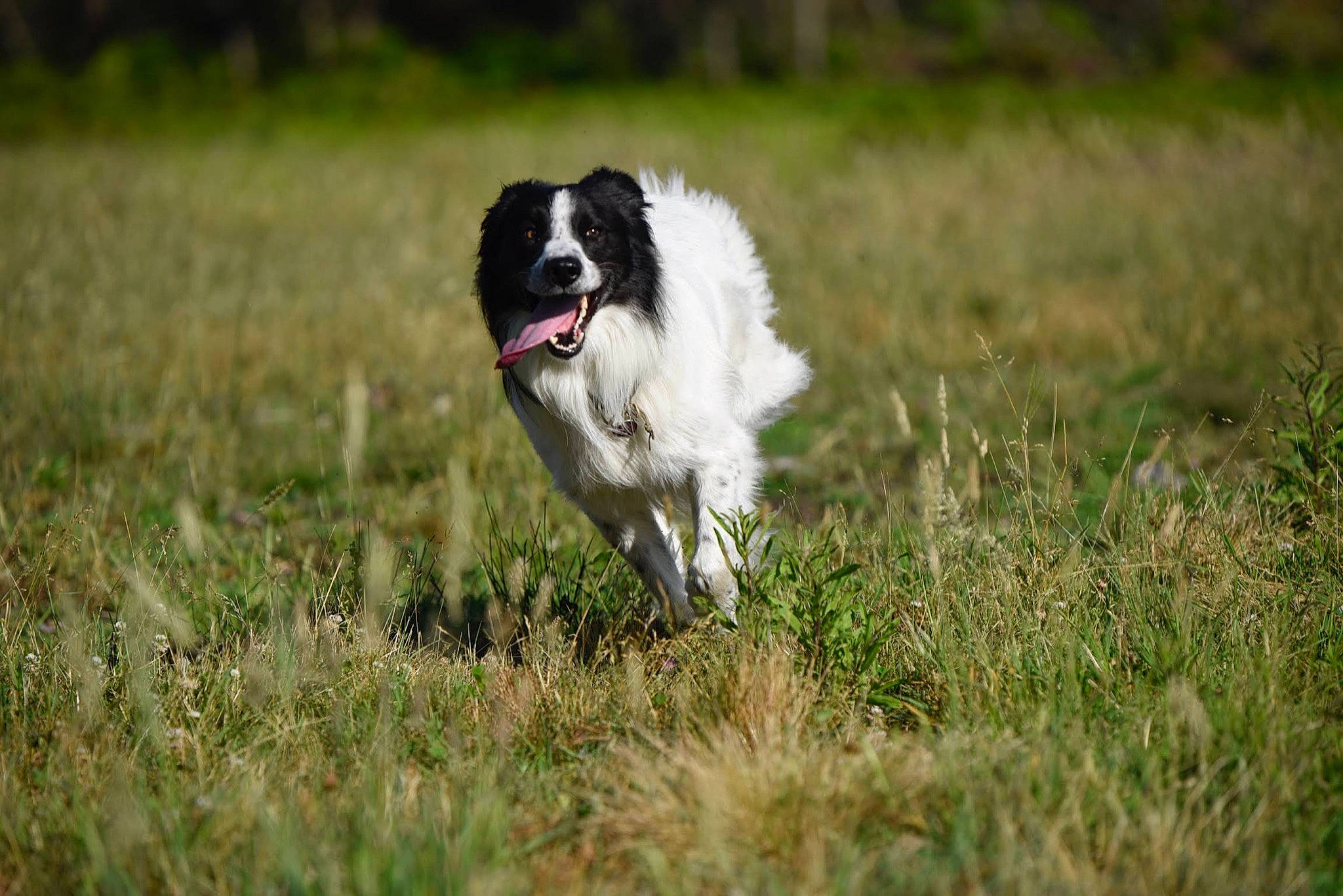 Pirate participe au concours pour gagner de l'argent avec cette photo : animal_sports, border_collie, canidae, carnivore, companion_dog, dog, dog_breed, dog_sports, grass, grassland, herding_dog, plant, sporting_group, sports, sports_equipment, working_dog