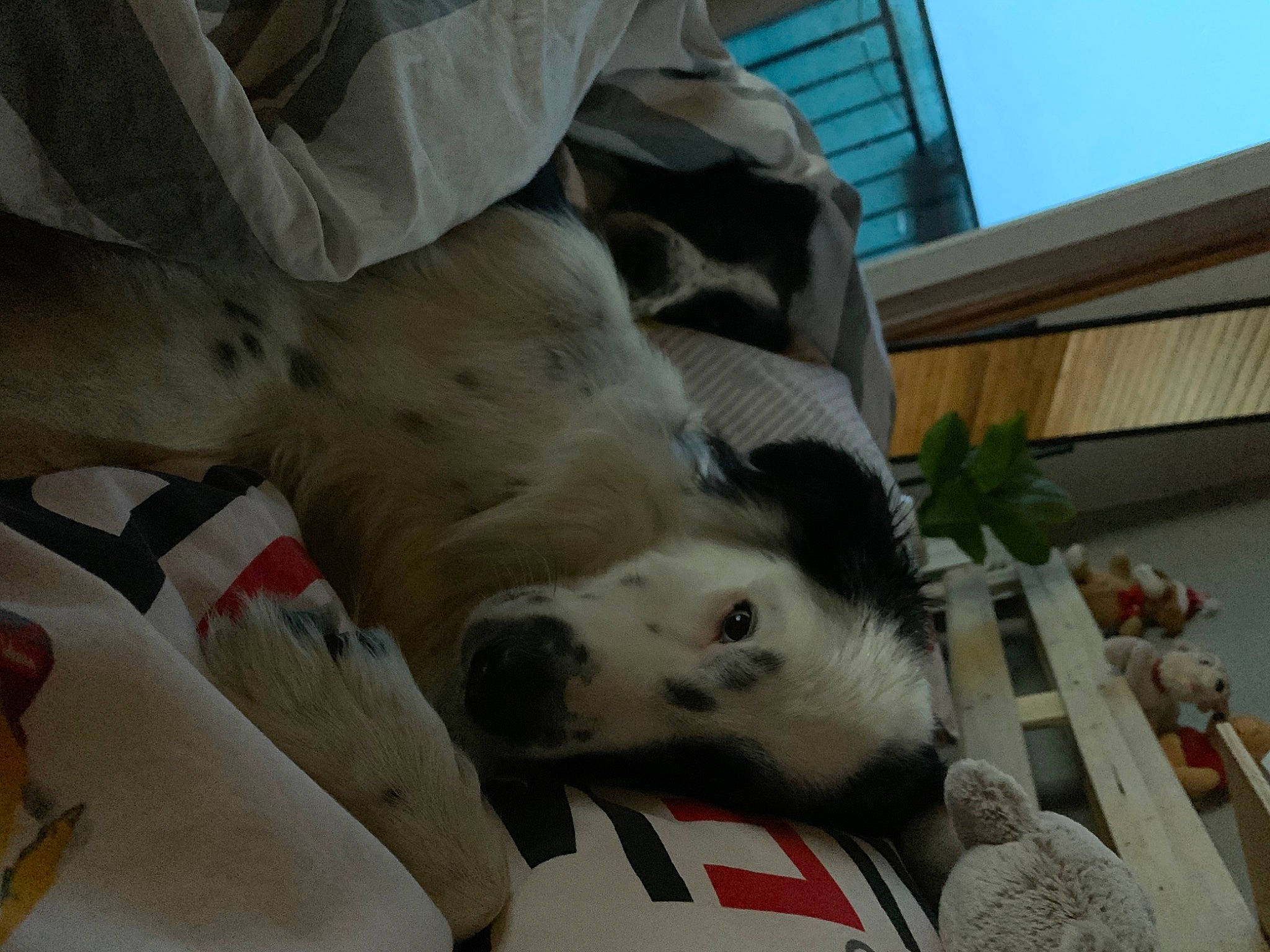 Pirate a rejoint le concours — aidez-le/la à gagner de superbes lots ! aircraft, bedding, canidae, carnivore, comfort, companion_dog, couch, dalmatian, dog, dog_breed, fawn, felidae, fur, linens, snout, sporting_group, terrestrial_animal, whiskers, window, working_animal