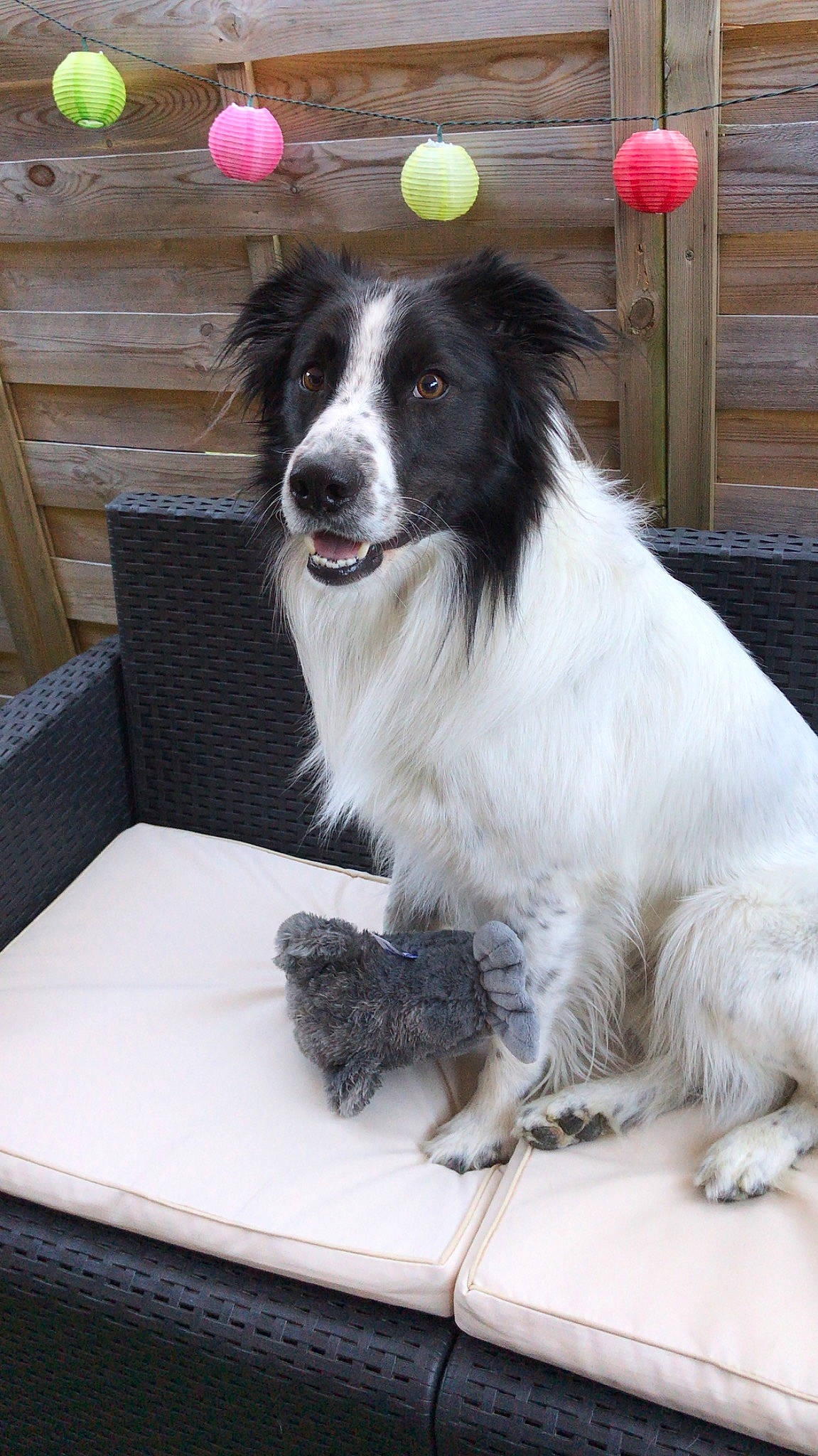 Pirate participe au concours pour gagner de l'argent avec cette photo : australian_collie, border_collie, cabinetry, canidae, carnivore, companion_dog, dog, dog_breed, door, fur, herding_dog, plant, snout, sporting_group, table, terrestrial_animal, whiskers, wood, working_dog