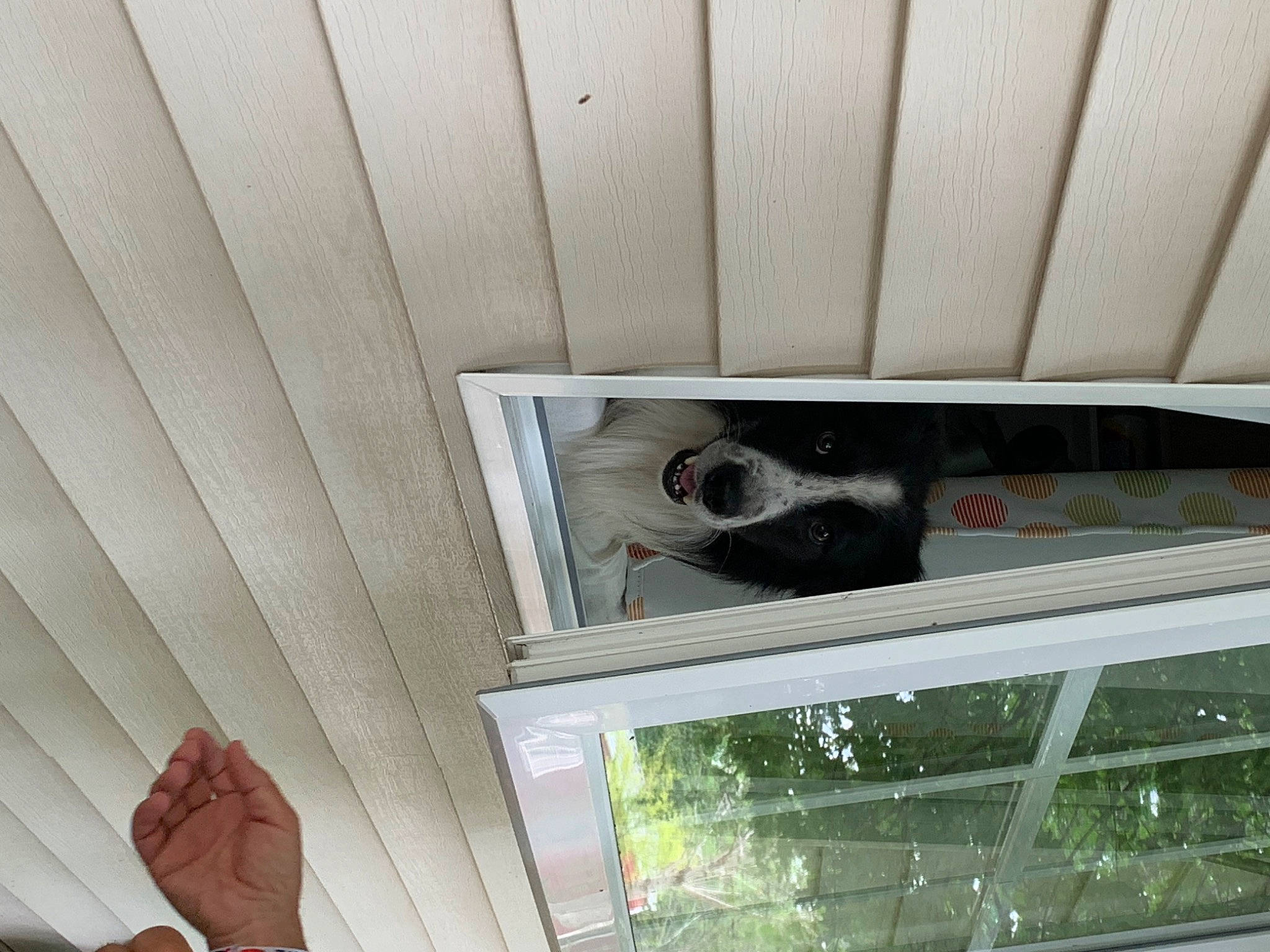 Pirate participe au concours pour gagner de l'argent avec cette photo : automotive_exterior, beam, carnivore, ceiling, daylighting, gesture, glass, handrail, hardwood, line, metal, plywood, room, snout, steel, thumb, tints_and_shades, vehicle_door, window, wood