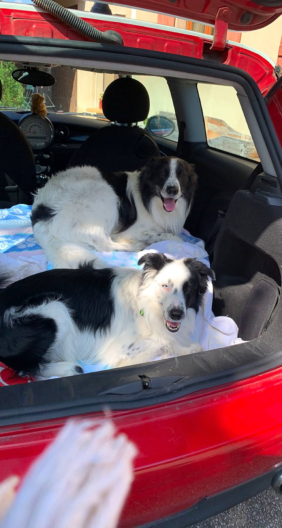 Sparrow a rejoint le concours — aidez-le/la à gagner de superbes lots ! auto_part, automotive_design, automotive_exterior, automotive_lighting, bumper, canidae, car, carnivore, collar, companion_dog, dog, dog_breed, door, hood, motor_vehicle, snout, sporting_group, vehicle, vehicle_door, window