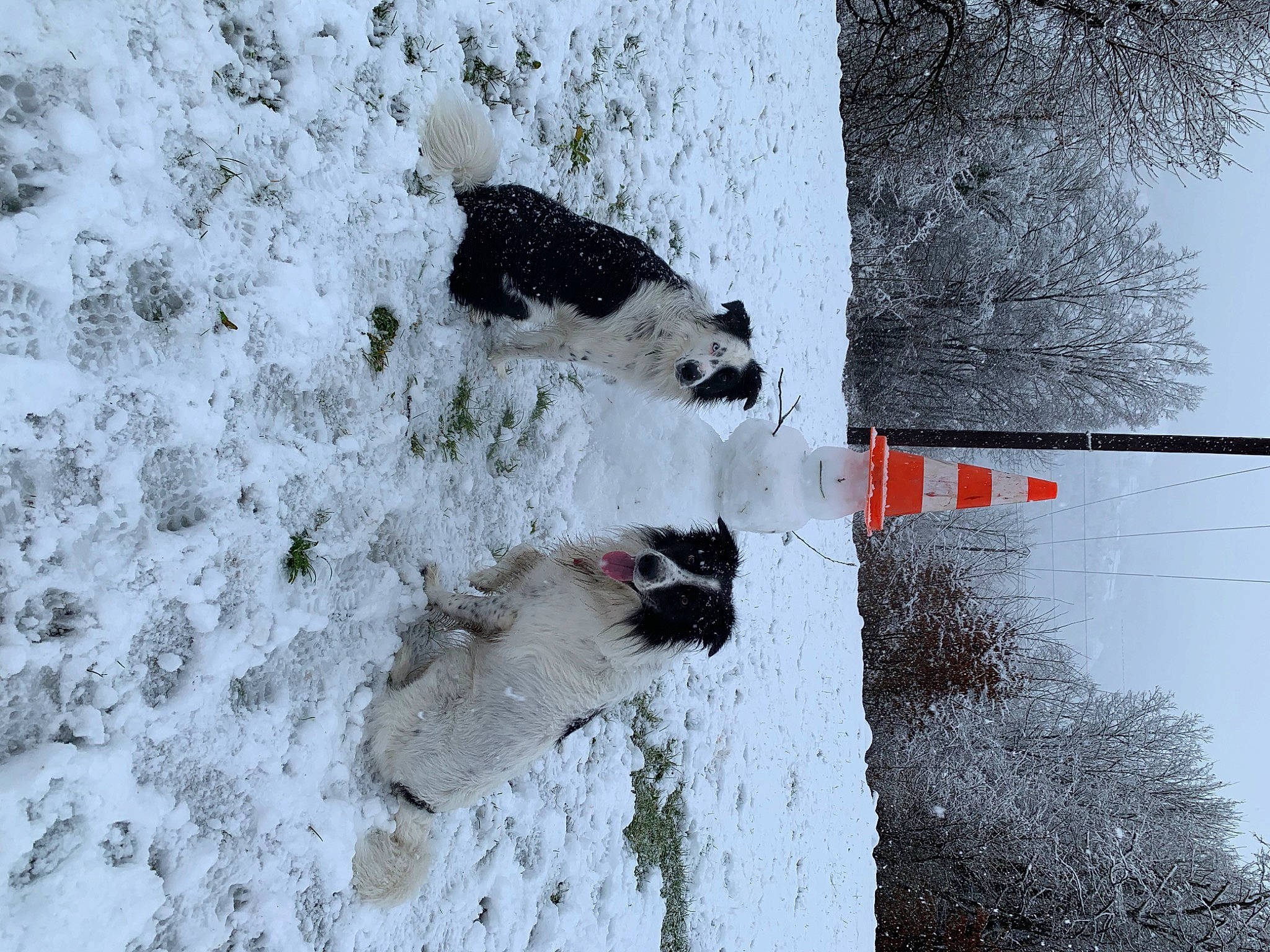 Sparrow participe au concours pour gagner de l'argent avec cette photo : art, canidae, carnivore, dog, dog_breed, door, freezing, frost, geological_phenomenon, plant, recreation, slope, snout, snow, snowman, sporting_group, tree, twig, window, winter
