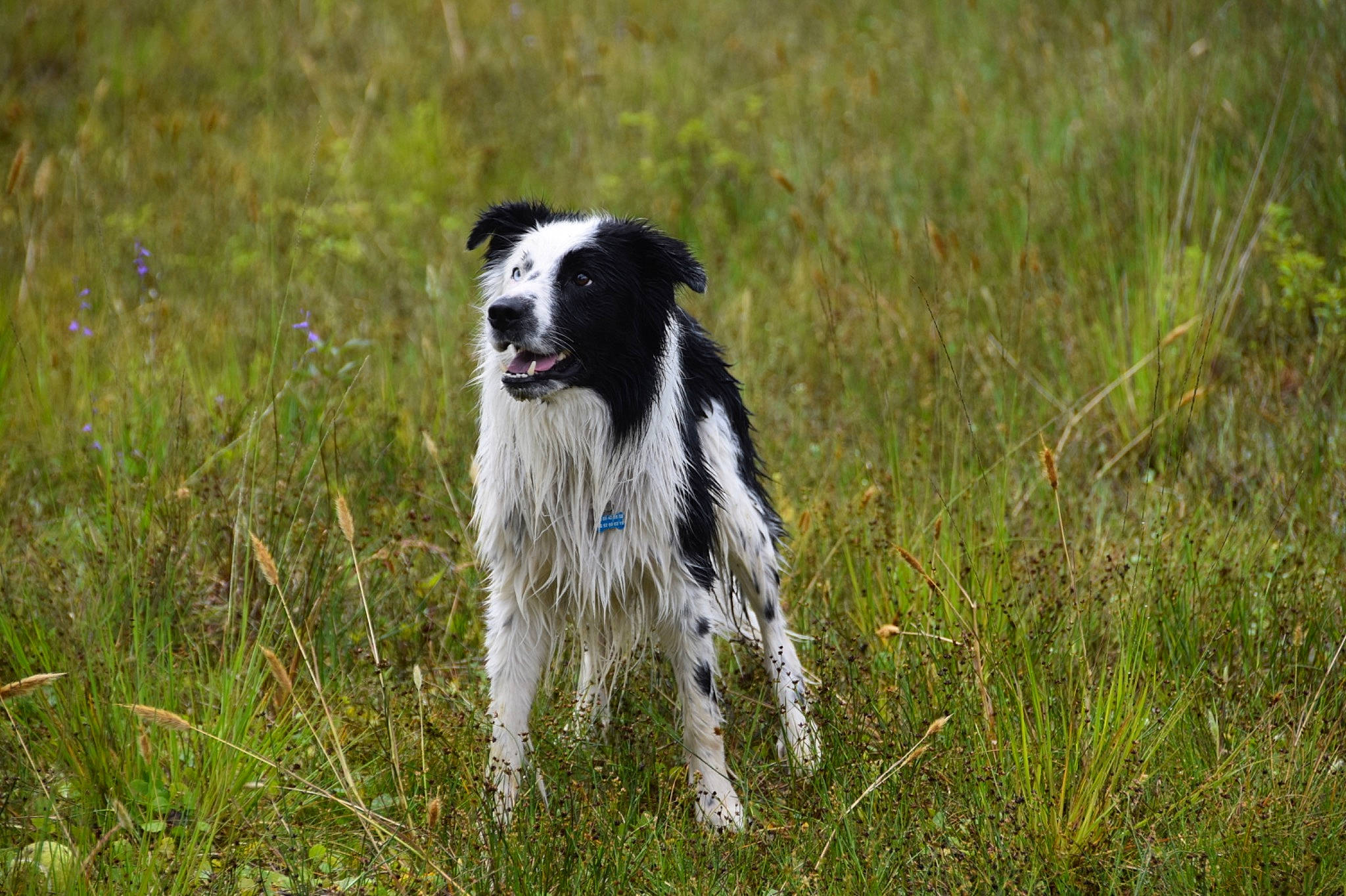 Sparrow a rejoint le concours — aidez-le/la à gagner de superbes lots ! border_collie, canidae, carnivore, companion_dog, dog, dog_breed, grass, grassland, gun_dog, herding_dog, hunting_dog, pasture, plant, sporting_group, tail, working_animal, working_dog