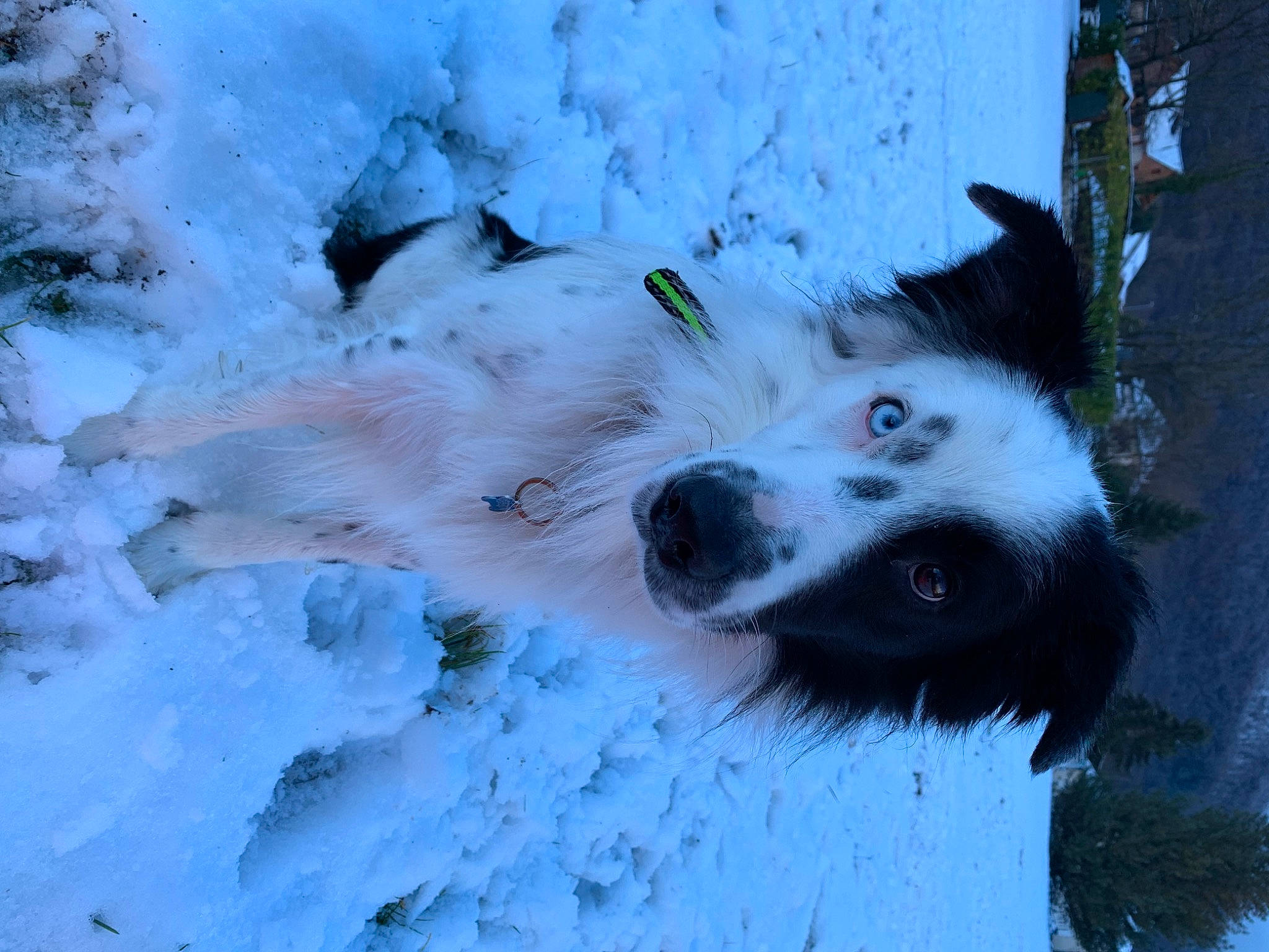 Sparrow participe au concours pour gagner de l'argent avec cette photo : canidae, canis, carnivore, companion_dog, dog, dog_breed, freezing, fur, herding_dog, puppy, recreation, siberian_husky, sled_dog, snow, sporting_group, whiskers, winter, wolf, working_animal, working_dog