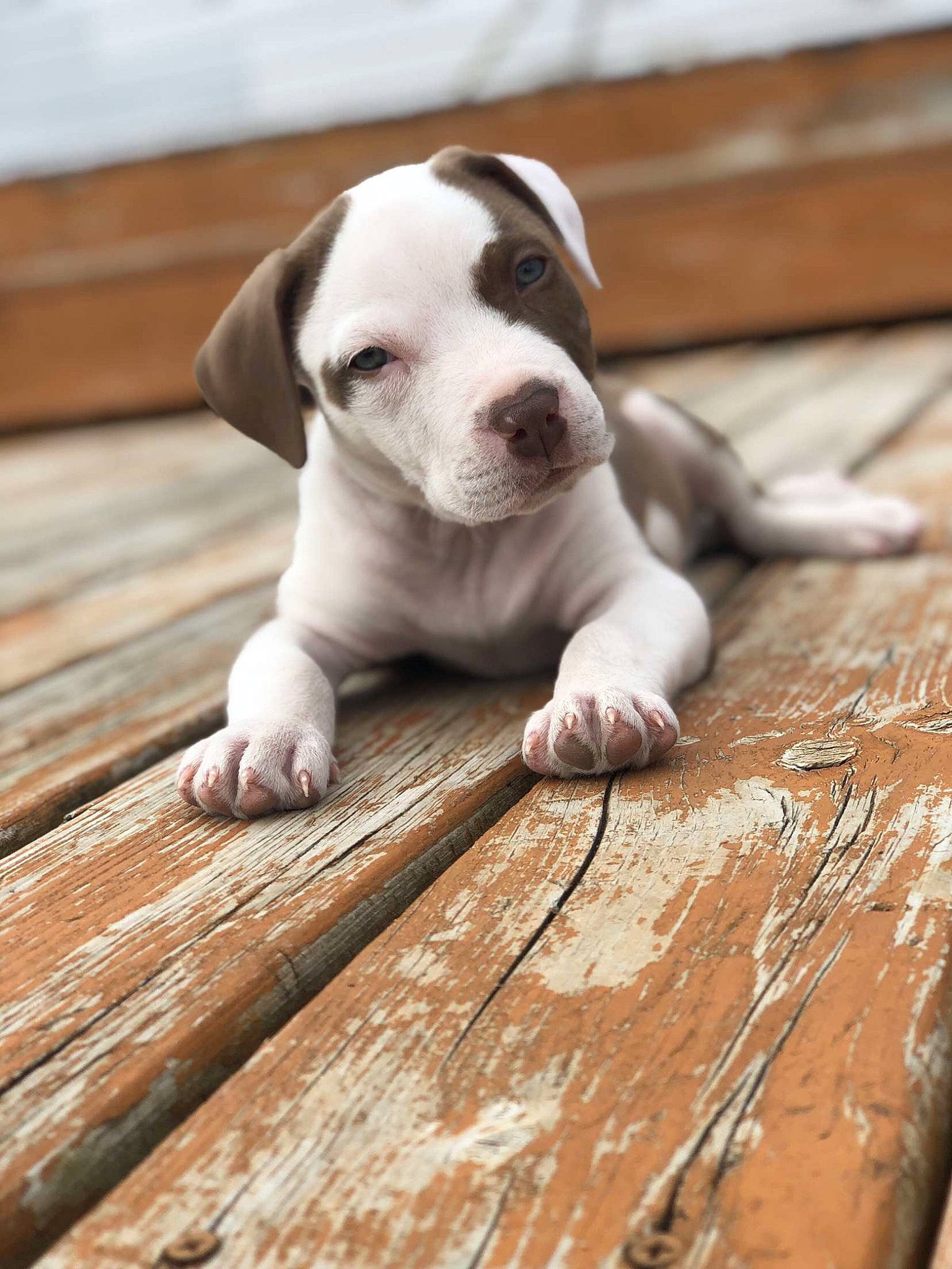 Wesson joined the competition — help win amazing prizes! carnivore, comfort, companion_dog, dog, dog_breed, fawn, floor, flooring, hardwood, paw, plank, snout, sporting_group, terrestrial_animal, varnish, whiskers, wood, wood_flooring, wood_stain, working_animal