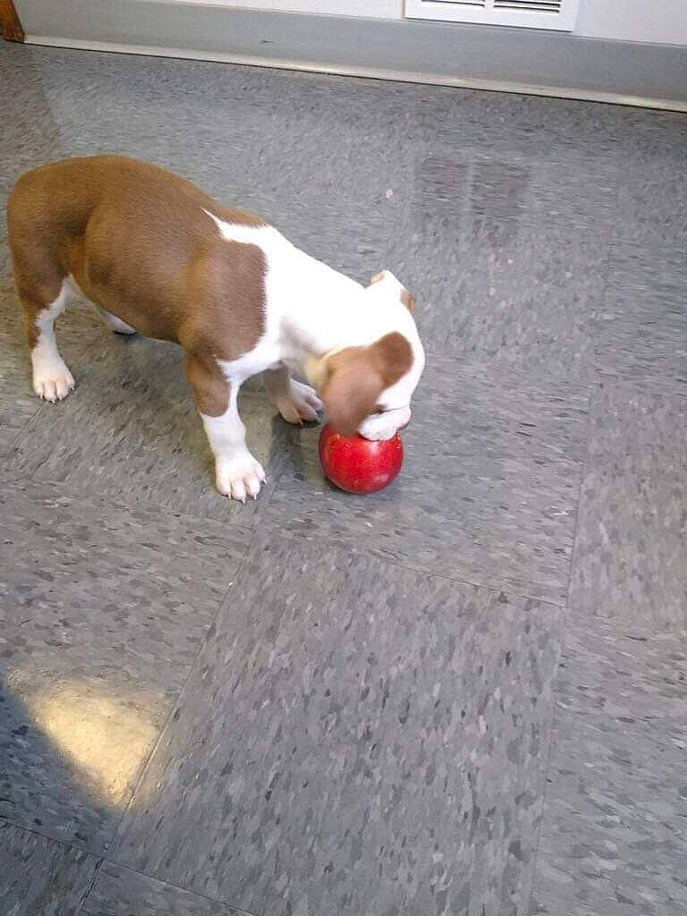 Wesson joined the competition — help win amazing prizes! ball, canidae, carmine, carnivore, companion_dog, dog, dog_breed, dog_supply, dog_toy, fawn, flooring, hardwood, paw, road_surface, snout, sporting_group, tail, tennis_ball, toy, working_animal