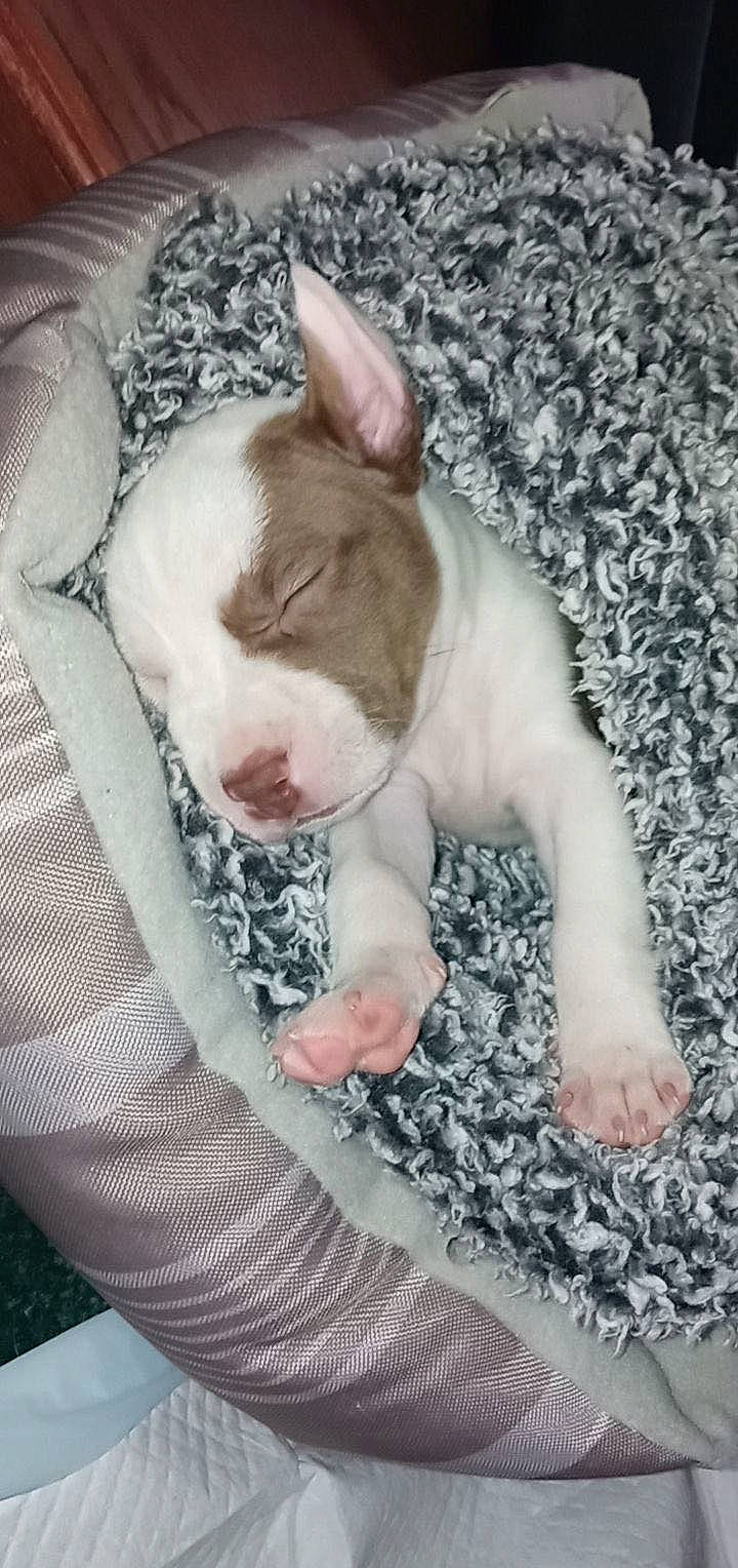 Wesson is registered to the contest to win money with this photo: bulldog, canidae, carnivore, comfort, companion_dog, dog, dog_breed, ear, eye, fawn, fur, nap, non_sporting_group, paw, snout, sporting_group, tail, terrestrial_animal, toy_dog, whiskers