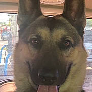 Sir Paul Stanley joined the competition — help win amazing prizes! animal, canine, car_interior, close_up, collar, dog, domestic_animal, ears, face, fur, german_shepherd, happy, inside_vehicle, nose, outdoor_background, pet, portrait, rear_window, seat, tongue_out