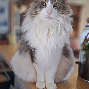 Noriko participe au concours pour gagner de l'argent avec cette photo : blurred_background, calm, cat, close_up, cute, domestic_animal, feline, fluffy, gray_fur, houseplant, indoor, long_hair, pet, portrait, sitting, table, table_edge, whiskers, white_fur, wooden_surface